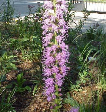 Dense Blazing Star Liatris spicata (Marsh Blazing Star, Dense Gayfeather) Perennial. Native to the eastern U.S. and eastern Canada but is now uncommon in the wild.