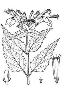Bee-balm Monarda fistulosa (Wild Bergamot) Native perennial found throughout Illinois. Has a bushy appearance because it grows on multiple closelypacked leafy stems.