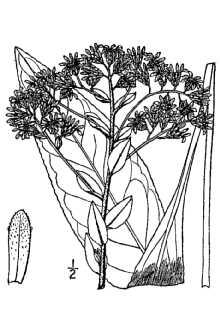 Stiff Goldenrod Oligoneuron rigidum (formerly Solidago rigida) (Rigid Goldenrod) : Native perennial with cluster of yellow flowers.
