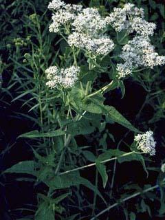 Common Boneset Eupatorium perfoliatum (Thoroughwort) Perennial with interesting foliage and fragrant flowers.