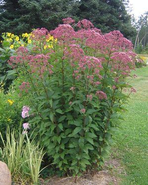Spotted Joe Pye Weed Eutrochium maculatum or Eupatorium maculatum Perennial large plant forming huge clumps with dark green leaves and large flower heads.