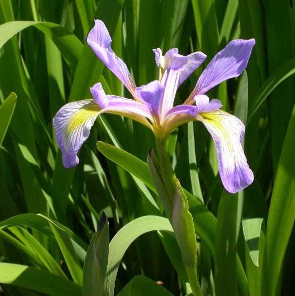 Blue Flag Iris Iris virginica var. shrevei (Southern Blue Flag Iris) Perennial. Native to the eastern U.S. and eastern Canada; found throughout most of Illinois.