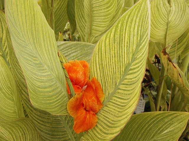 Pretoria Picasso Canna Lily Bengal Tiger Canna Lily Green leafed taro with showy