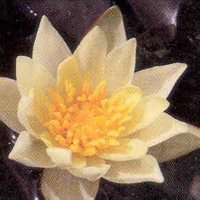 Dwarf yellow water lily with olive green leaves marked with streaks and blotches