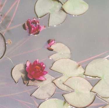 10 cm Width: 30 cm NYMPHAEA pygmaea Rubra NYMPHAEA Sunrise Water Lily Dwarf Red