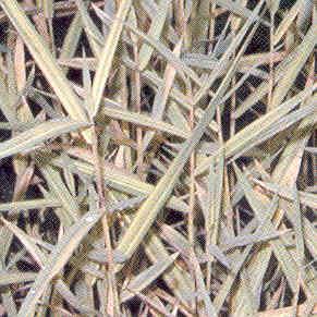 PHRAGMITES communis variegatus PONTADERIA cordata Variegated Common Reed Grass