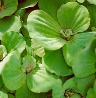 Glossy dark green leaves form a clump that floats on the surface of the water.