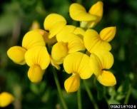 3 cm) wide; the lower two resemble leaf-like stipules Flowers May to August, Flowers yellow, sweet pea-like in clusters of 2-8 on a long peduncle (stalk) Fruits are brown to black (1.5-3.