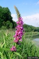 Purple Loosestrife Lythrum salicaria L. Lythraceae Synonyms : Purple Lythrum, Rainbow Weed, Salicaire, Spiked Loosestrife Tall, multi-stemmed (30-50 per plant), Perennial forb Up to 10 ft.