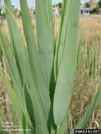 6 m) or more Leaves are broad and pointed, arising from thick stalks Leaves are 6-23.6 in. (15-60 cm) long, 0.4-2.4 in.