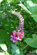 cm) long Flowers midsummer Flowers 0.5 in. (1.3 cm) long, purple, fragrant Flowers hang, in clusters, in the axils of the leaves Fruit are brown, hairy, flat, 3 in. (7.6 cm) long, 0.3 in. (0.