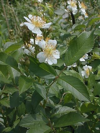 Multiflora Rose Rosa multiflora Thunb. Ex Murr. Rosaceae Synonyms: None Multi-stemmed, thorny, perennial shrub Grows up to 15 ft. (4.