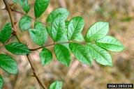 8 cm) long and have serrated edges The fringed petioles Small, white to pinkish, 5- petaled flowers occur abundantly in clusters Fruit are small, red, rose hips that remain on the plant throughout