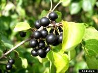 Common Buckthorn Rhamnus cathartica L. Rhamnaceae Synonyms: European Buckthorn Deciduous shrub or small tree Grows to 25 ft. (7.