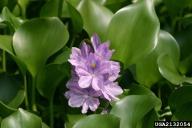 Waterhyacinth Eichhornia crassipes (Mart.) Solms Pontederiaceae Synonyms: Floating Water Hyacinth Free floating aquatic plant Grows to 3 ft.