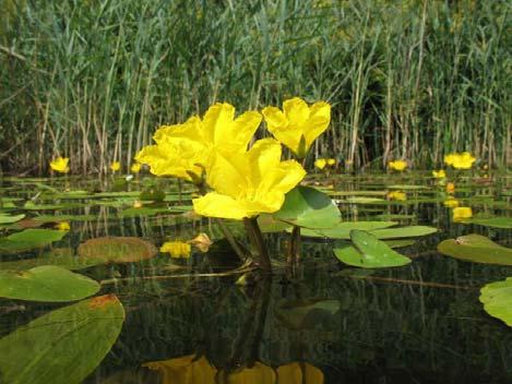 Yellow Floating heart Nymphoides peltata Menyanthaceae Synonyms: none Perennial, water-lily like plant Carpets the water surface with longstalked, heart-shaped leaves Showy five-petaled yellow flower