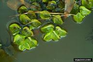 Giant Salvinia Salvinia molesta D.S. Mitchell Salviniaceae Synonyms: Kariba Weed, Salvinia, Water Fern Aquatic fern Floating leaves that are 0.5 to 1.5 in. (2.5-3.