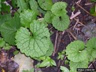 Herbaceous, biennial forb First-year plants are basal rosettes with green, heart-shaped, 1-6 in. (2.5-15.2 cm) long leaves Second-year plants produce a 1-4 ft. (0.3-1.