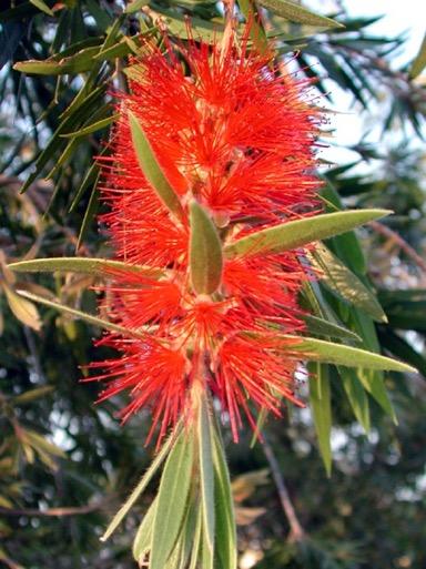 Bottlebrush is a small but spectacular evergreen tree or shrub.