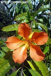 across that smell like apricots. There is a great color variation in the flower of this tree, ranging from yellow to deep orange, depending on the location in Central America where the tree is grown.