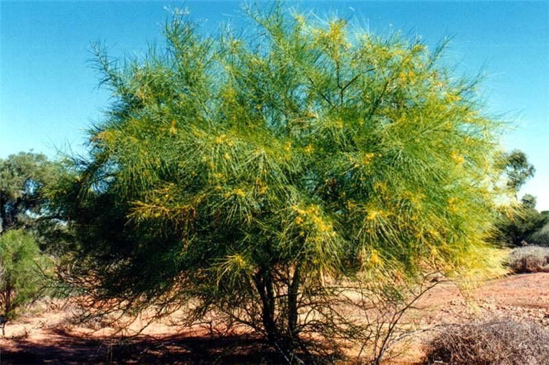 Poinciana - dwarf Dwarf poinciana is a shrubby, ornamental accent tree with