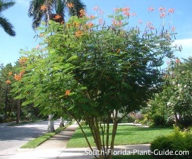 Powderpuff tree (Calliandra haematocephala) A powderpuff tree