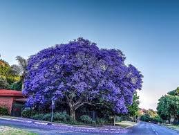 Jacaranda One of the most beautiful spring flowering trees, the jacaranda
