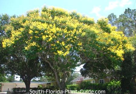Peltophorum "Yellow Poinciana" Tree These trees are fast growers to 40 feet. No two grow alike, but the general rule of thumb is to expect a broad-spreading crown.