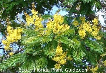 It's the only cold hardy tree of the three look-alikes that include jacaranda androyal poinciana.