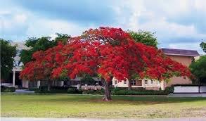 Tropical in nature, these red-flowering trees do best in Zone 10, beginning to flower at age 4 or 5.