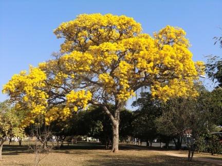 Tabebuia ipe is usually just called "Ipe" (rhymes with "hippie") and grows at a slow to moderate pace to 20 to 25 feet.