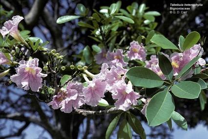 Pink Trumpet Tree is a moderate grower to 25 to 30 feet, with a smooth gray trunk.