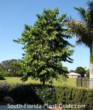 Michelia Champaca Alba A fast growing medium-sized tree