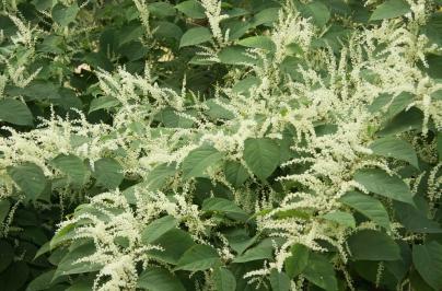Japanese Knotweed Fallopia japonica ŸSemi-woody, bamboo-like stems can be red-purple and grow 1-2m tall ŸFlowers are white-yellow and grow on small, branching, stems ŸBlooms from July-September