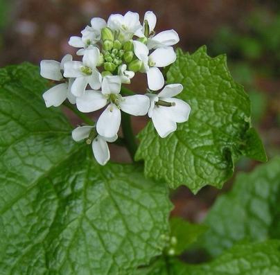 Garlic Mustard Alliaria petiolata ŸFirst year plants form leafy rosettes close to the ground ŸSecond year plants can reach 1m and have a flowering stalk, with pointed leaves ŸSmall white flowers with