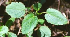 Leaves are alternate; oblong; sparsely hairy; saw-toothed margins; yellow-green; petioles are