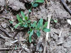 Prostrate knotweed Polygonum aviculare Life Cycle annual, reproducing by