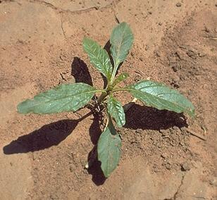 Waterhemp Amaranthus tuberculatus Life Cycle annual, reproducing by seed; found in cultivated fields