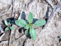 Leaves are more elongated than pigweed; no hairs on leaves; petioles are green to red, hairless, and
