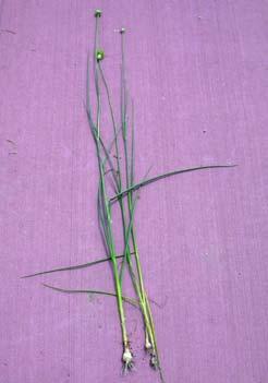 Stems are 1 to 3 feet tall; smooth and waxy.