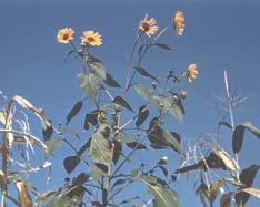 Wild sunflower Helianthus annuus Life Cycle annual, reproducing by