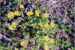 Yellow woodsorrel Oxalis stricta Life Cycle perennial or annual, reproducing by