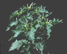 Jimsonweed Datura stramonium Life Cycle annual, reproducing by seed; found in