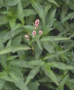Ladysthumb smartweed Polygonum persicaria Life Cycle annual, reproducing by