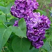 95 Yankee Doodle Lilac Zone: 3-7 Syringa Vulgaris Yankee Doodle Height: 8 Flower: Purple Shape:Upright Foliage: Green Fall Color: Insig.
