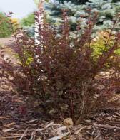 95 Diabolo Ninebark Zone: 3-7 Physocarpus Opulifolius Monlo Height: 8-10 Flower: Creamy White Shape: Upright Foliage: Red-Purple Fall Color: Same Light: