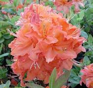 Color is very attractive bronze. U of M. #78552 #2.45.95 P.J.M. Rhododendron Zone: 4-7 Rhododendron P.J.M. Height: 4-5 Flower: Lav.