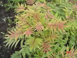 Pinkish-red-green fern like foliage with a chartreuse tint in full sun, turning bronze in fall. #45693 #2. 41.