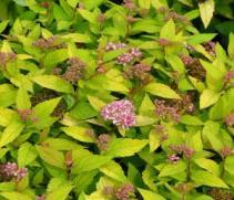 Fall Color: purple Light: S, LS A dense, broad shrub with red tinged blue green leaves that turn bronze red in fall.
