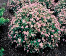 Light: S, LS A fine July-Aug. blooming, low white spirea with flowers in rounded or flat clusters. Prune in spring. #09273 #2. 30.